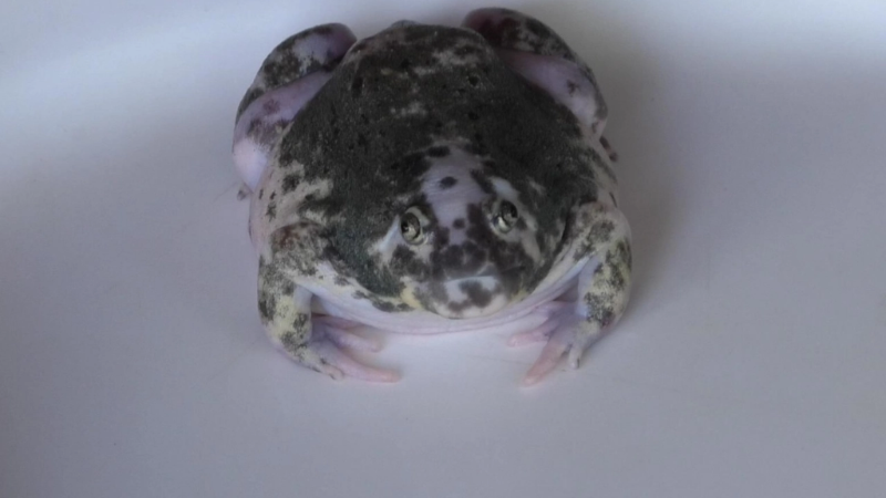 ฝันเห็นอื่งอ่างหลายตัว ควรตีเป็นเลขอะไร?